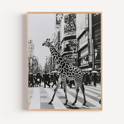 Poster Girafe urbaine - Rencontre insolite en noir et blanc