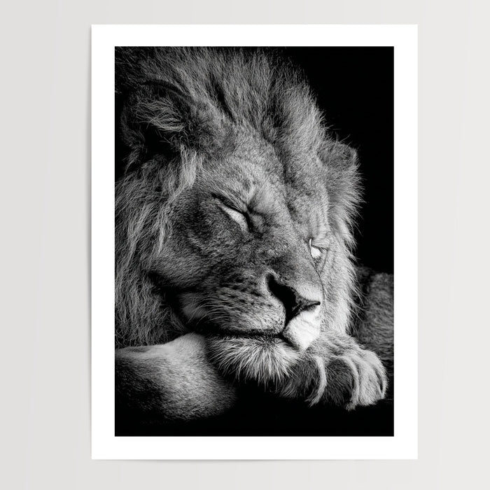 Poster Lion noir et blanc - Le repos d'un roi apaisé — Vierge - poster-presentation-produit — passe-partout blanc