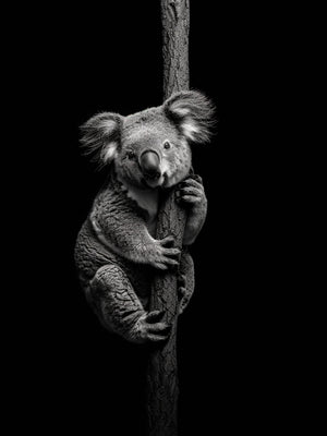 A black and white koala clinging to a tree trunk, with a gentle, curious gaze towards the viewer. The background is completely black, emphasizing the silhouette and details of the koala.