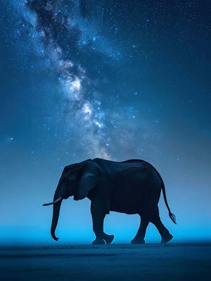 canvas photo of elephant moving in profile, nighttime blue landscape, starry sky.