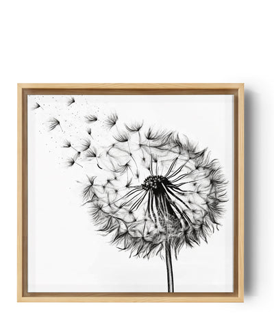 Black ink dandelion seed head on white background, windblown seeds illustration