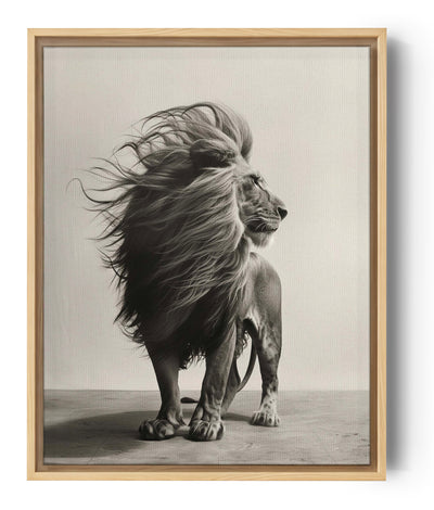 Black and white lion in the wind, fine art photography canvas