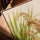 Botanical canvas print of golden rice stalks for a minimalist kitchen