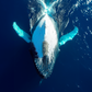 toile baleine qui nage, sur le dos, photographie dans la mer, couleur bleu.