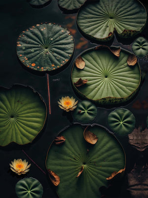 Water Lily photography canvas, symbol of rebirth and life
