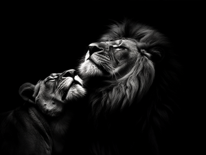 Black and white photograph of a lioness and lion in an intimately emotional moment