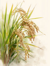 Illustration de plants de riz dorés et feuillage vert sur fond aquarelle, style botanique élégant