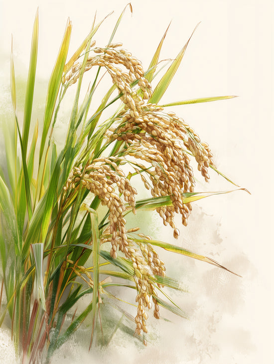 Illustration of golden rice plants and green foliage with watercolor background, elegant botanical style