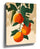 Ripe citrus oranges on branch botanical wall art print, textured pastel pop art