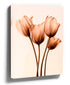 Sepia tulip wall art for minimalist living room decor