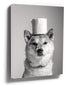 Black and white Shiba Inu dog portrait canvas with toilet paper roll hat, bathroom wall art
