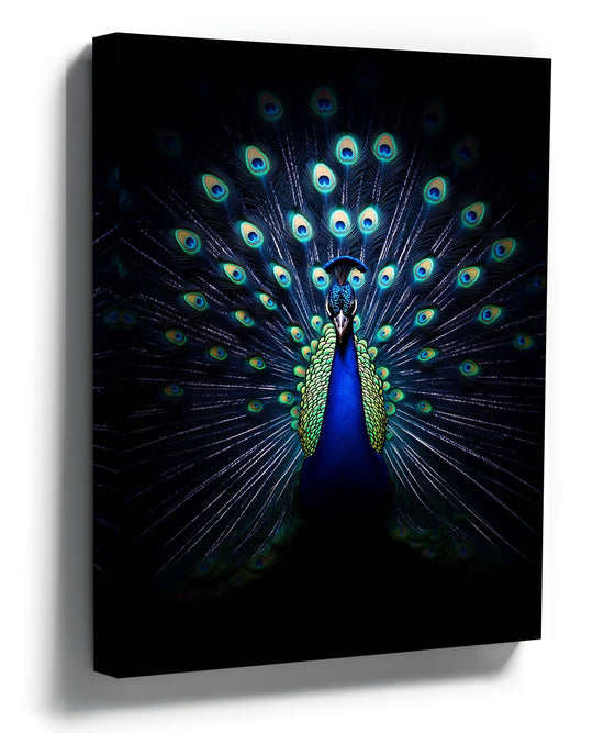 Majestic peacock with fully fanned tail, emerald and sapphire plumage on a black background — vibrant peacock canvas wall art