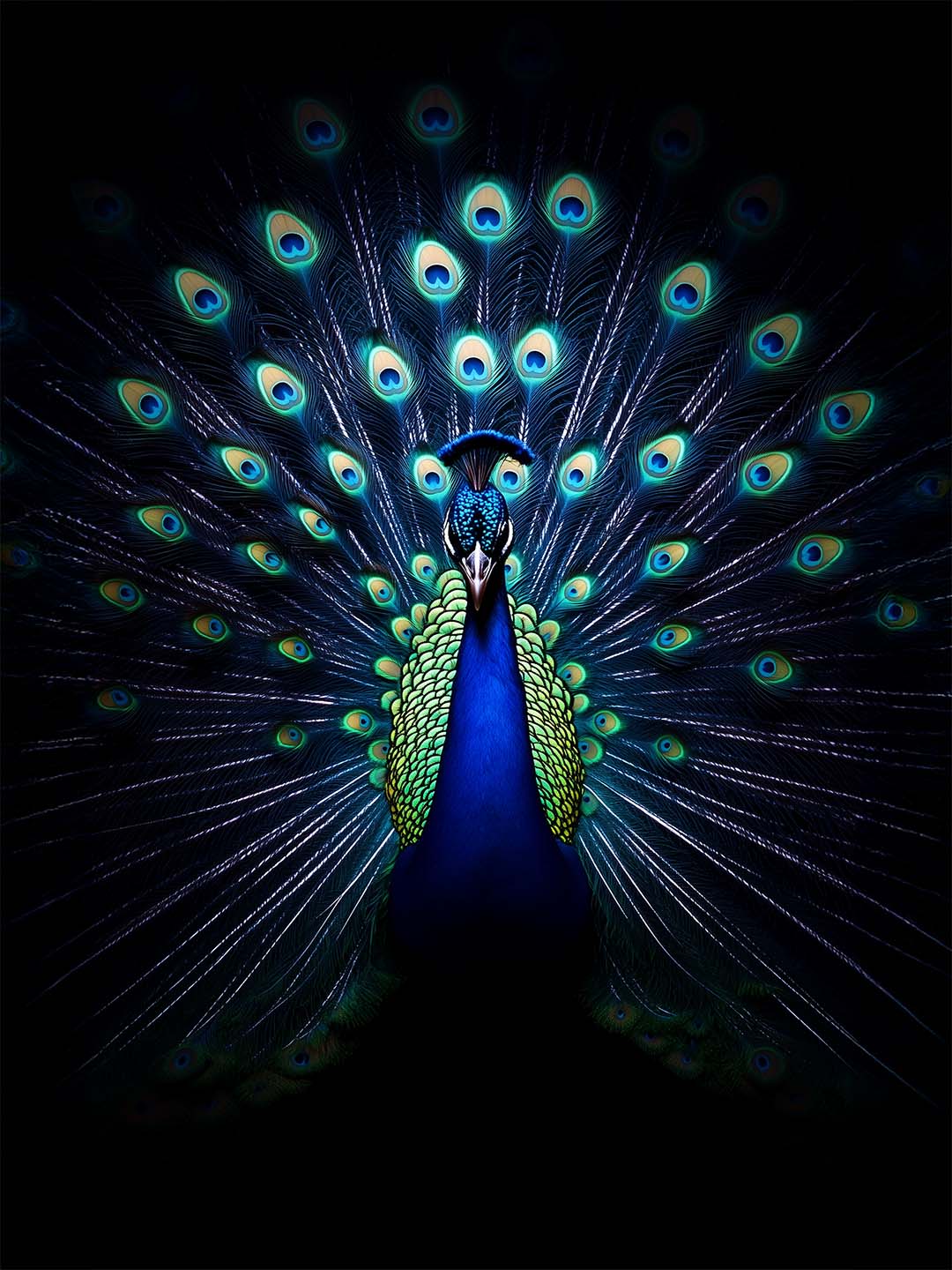 Modern Peacock Canvas Wall Art – Ethereal Splendor & Mystery