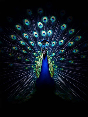 image représente un paon majestueux, avec sa queue déployée en éventail. Les plumes, ornées de motifs d'yeux bleus et verts éclatants, contrastent magnifiquement avec l'arrière-plan noir, mettant en valeur les détails et les couleurs vibrantes de l'oiseau. L'éclairage accentue la brillance du bleu intense et les reflets métalliques des plumes. Cette composition donne une impression de grandeur et d'élégance, idéale pour un tableau mural ou une pièce décorative mettant en avant l'art animalier.