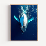 Poster Baleine - Douceur bleue des grands fonds marins