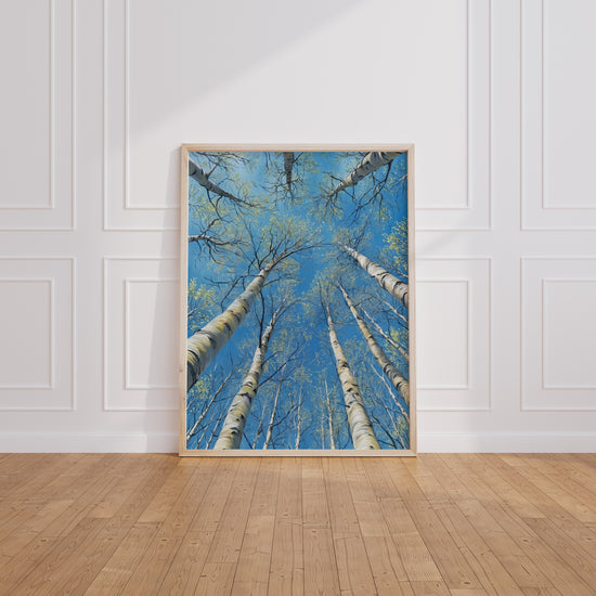 Poster Bouleaux - L'appel du ciel entre les troncs blancs — Vierge - living-room