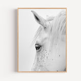 Poster Cheval blanc - Douceur et grâce d'un portrait apaisant
