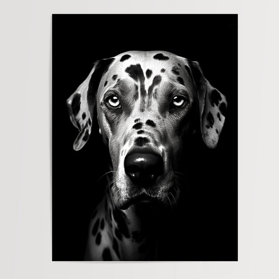 Poster Dalmatien - Portrait noir et blanc plein d'élégance — Vierge - poster-presentation-produit
