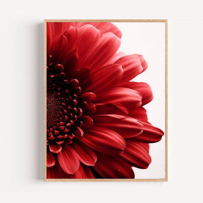 Poster Fleur rouge - Éclat passionné pour votre intérieur