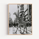 Poster Girafe urbaine - Rencontre insolite en noir et blanc