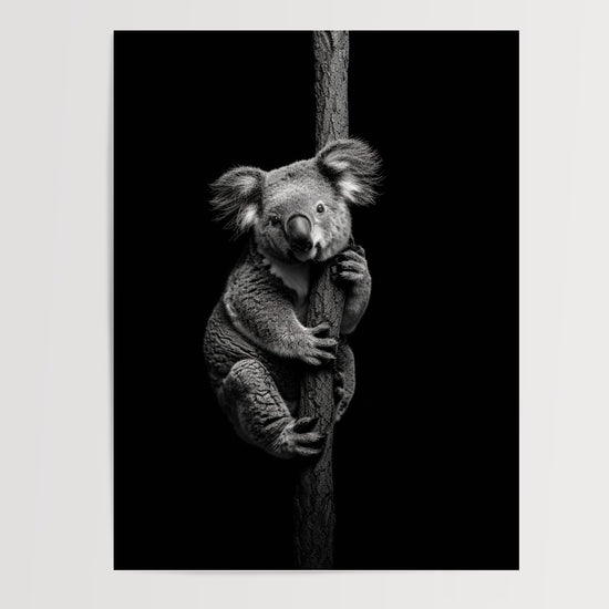 Poster Koala noir et blanc - Douceur paisible d'un regard tendre — Vierge - poster-presentation-produit