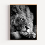 Poster Lion noir et blanc - Le repos d'un roi apaisé
