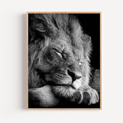 Löwen Poster schwarz-weiß – Die Ruhe eines Königs