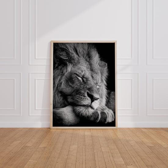 Poster Lion noir et blanc - Le repos d'un roi apaisé — Vierge - living-room