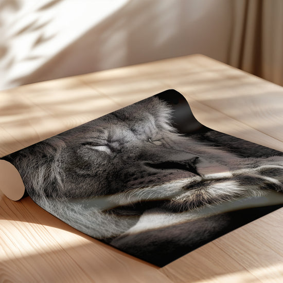 Poster Lion noir et blanc - Le repos d'un roi apaisé — Vierge - poster-enroullé