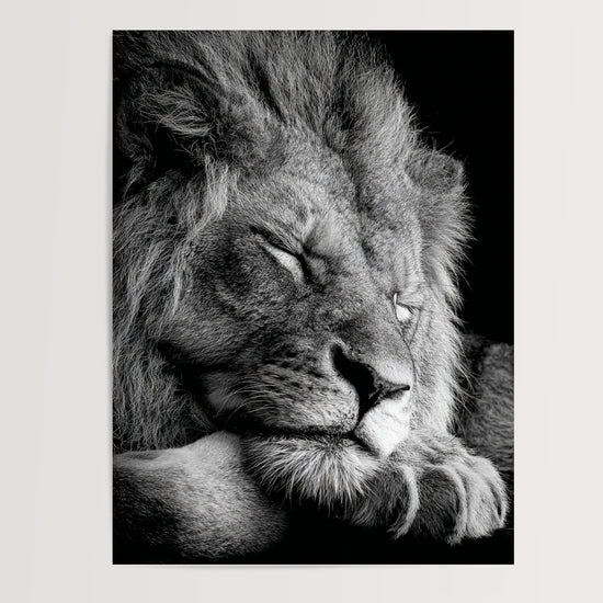 Poster Lion noir et blanc - Le repos d'un roi apaisé — Vierge - poster-presentation-produit
