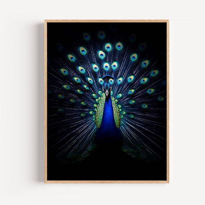 Wandposter Pfau mit schillernden Federn vor schwarzem Hintergrund