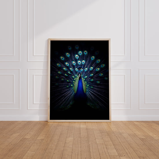 Poster mural Paon - Plumes irisées sur fond de nuit — Vierge - living-room