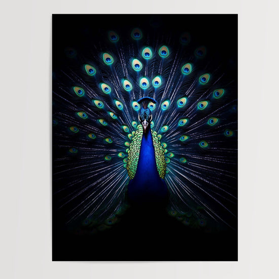 Poster mural Paon - Plumes irisées sur fond de nuit — Vierge - poster-presentation-produit
