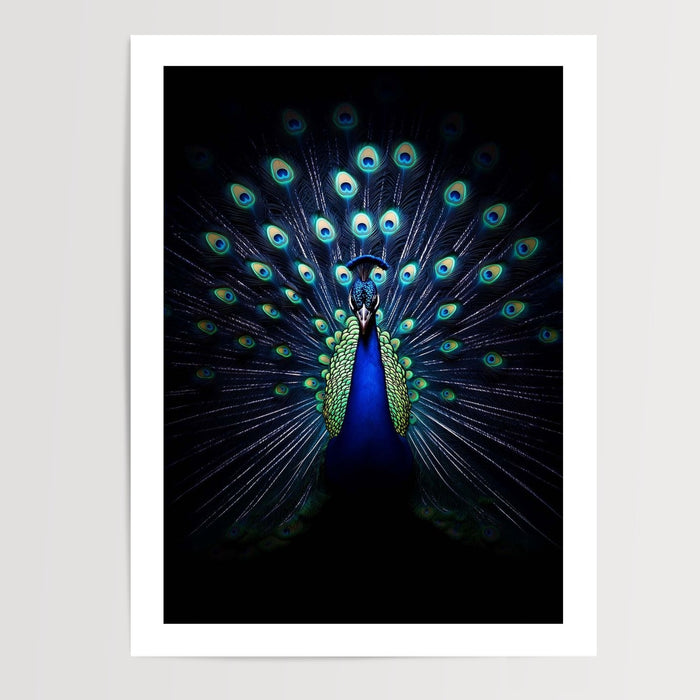 Poster mural Paon - Plumes irisées sur fond de nuit — Vierge - poster-presentation-produit — passe-partout blanc