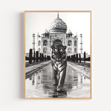 Poster Tigre au Taj Mahal - Majesté sauvage en noir et blanc