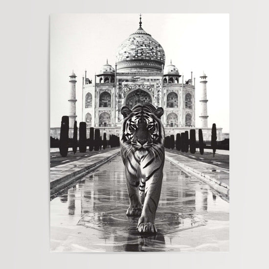 Poster Tigre au Taj Mahal - Majesté sauvage en noir et blanc — Vierge - poster-presentation-produit