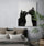 Black cat canvas wall art with an intense gaze, displayed in a cozy neutral bedroom