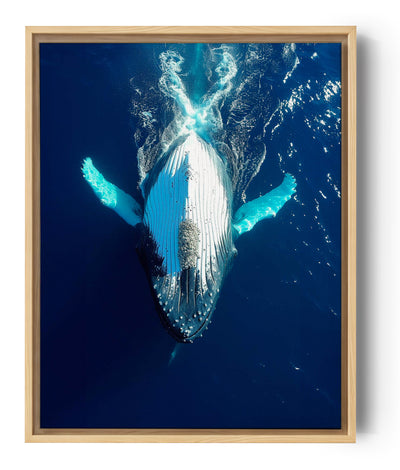 Whale swimming on its back in the ocean, blue sea photography