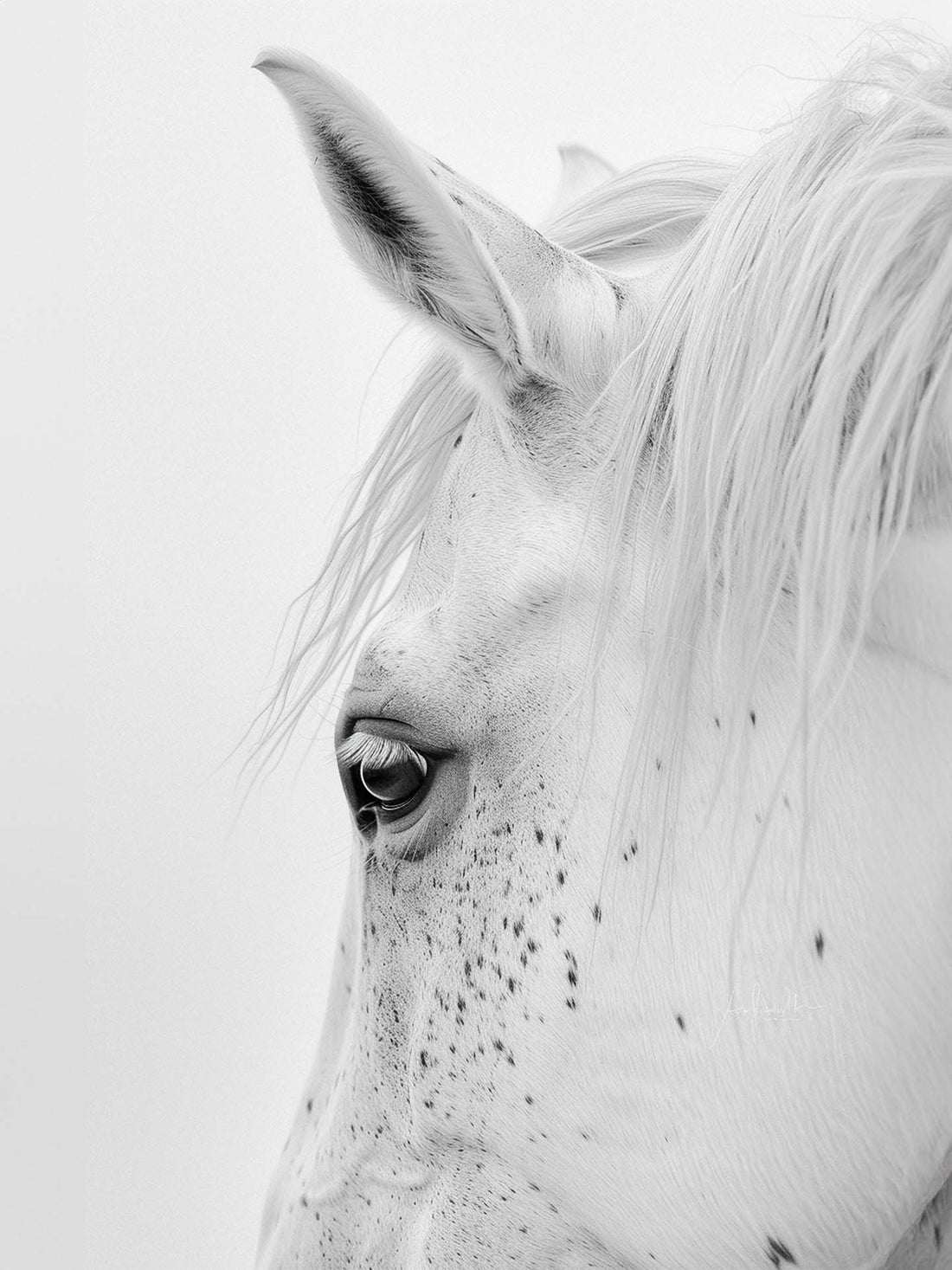 White Horse Wall Art - Serene Purity Canvas Print