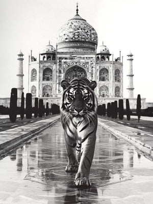 Close-up photograph of a tiger walking towards the viewer, with the Taj Mahal in the background.