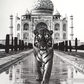 photographie Gros plan d'un tigre marchant vers le spectateur, le Taj Mahal en arrière-plan.
