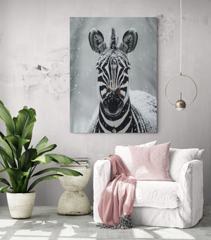 Snowy zebra portrait, striking gaze, framed in a minimalist interior.