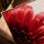 Fleur rouge macro tableau toile pour salon cadre chêne doré