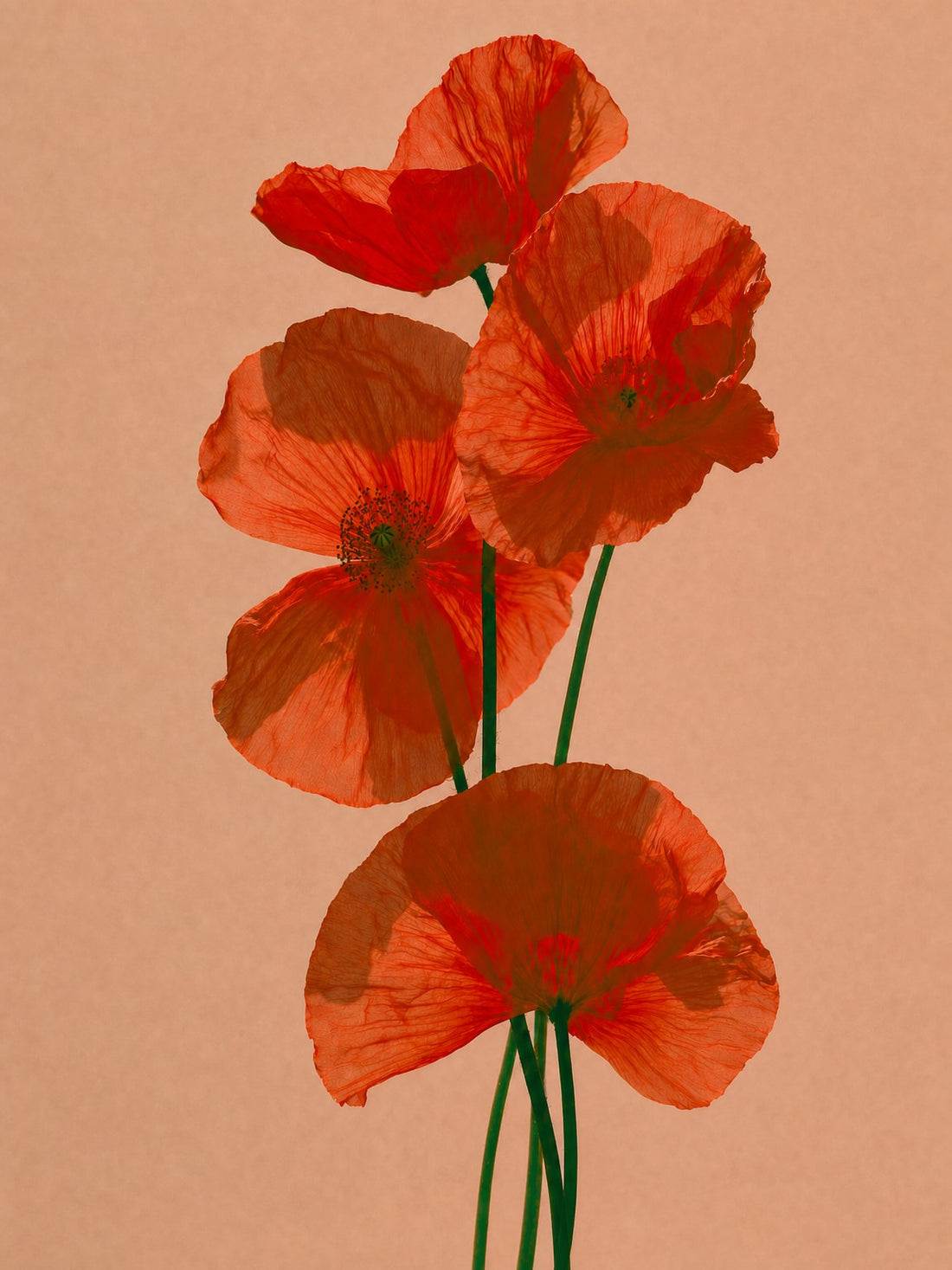 Tableau sur toile Coquelicots - Lumière d'été et douceur champêtre