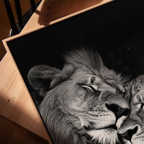 Lion et lionne tableau pour salon cadre chêne doré
