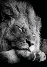 Tableau lion majestueux noir et blanc photo réaliste art mural décoratif
