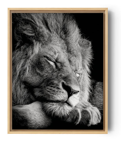 Wandbild majestätischer Löwe Schwarz-Weiß fotorealistisch dekorative Wandkunst