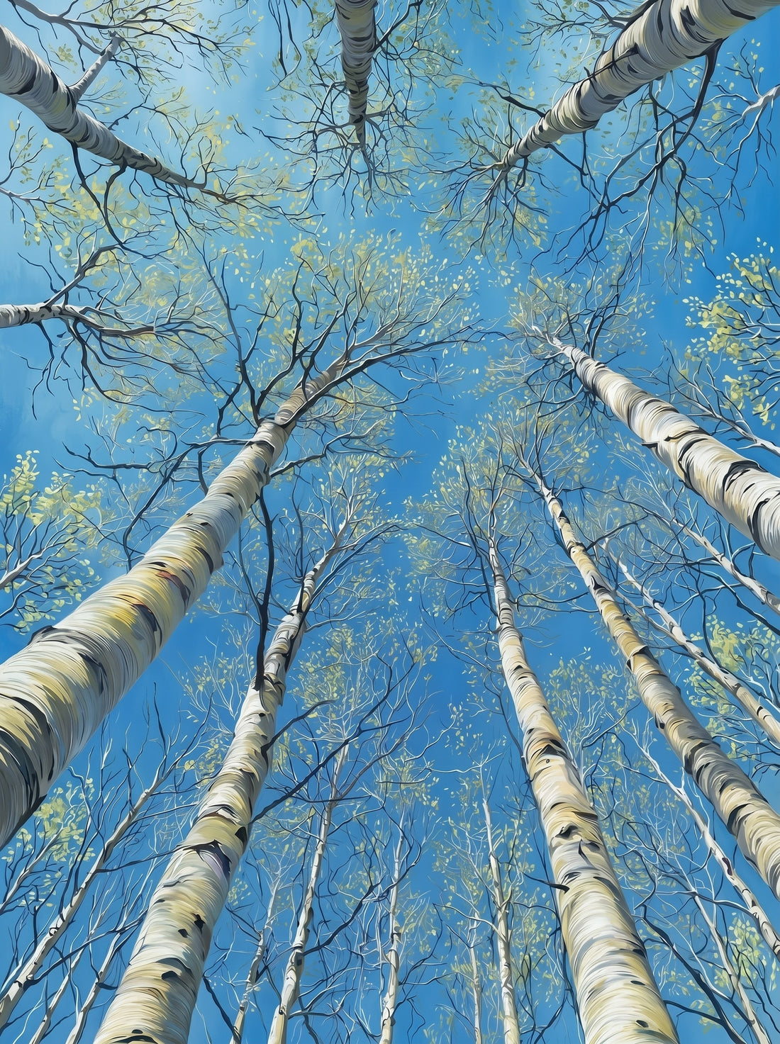 Tableau sur toile Bouleaux - Perspective verticale vers le ciel
