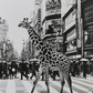 toile monochrome, girafe qui marche, passage piéton, piétons, grands immeubles.