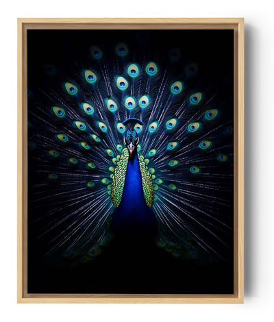 image représente un paon majestueux, avec sa queue déployée en éventail. Les plumes, ornées de motifs d'yeux bleus et verts éclatants, contrastent magnifiquement avec l'arrière-plan noir, mettant en valeur les détails et les couleurs vibrantes de l'oiseau. L'éclairage accentue la brillance du bleu intense et les reflets métalliques des plumes. Cette composition donne une impression de grandeur et d'élégance, idéale pour un tableau mural ou une pièce décorative mettant en avant l'art animalier.